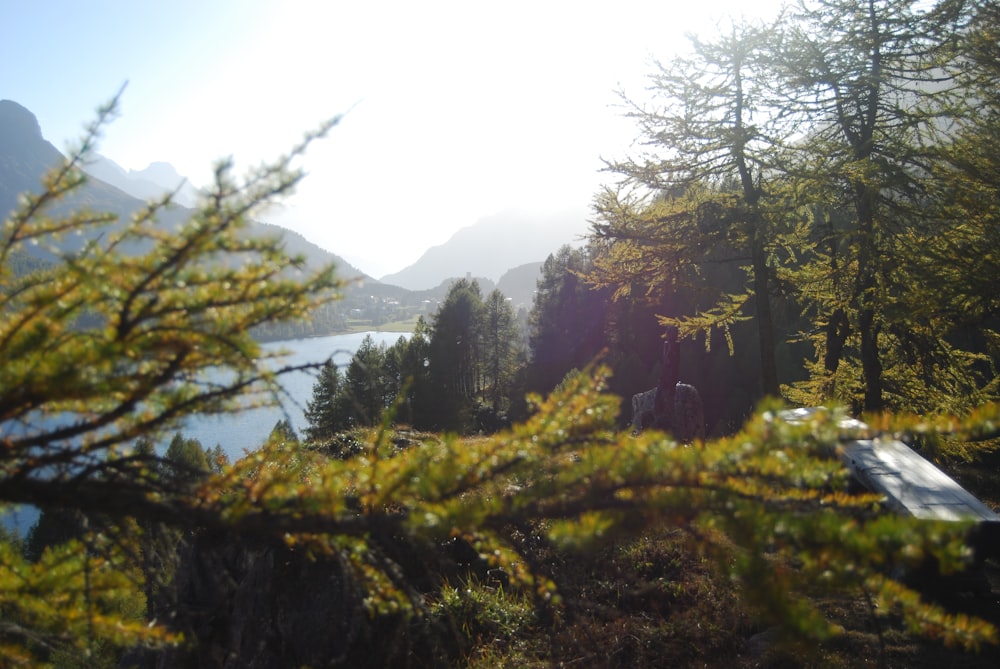 a view of a lake through some trees