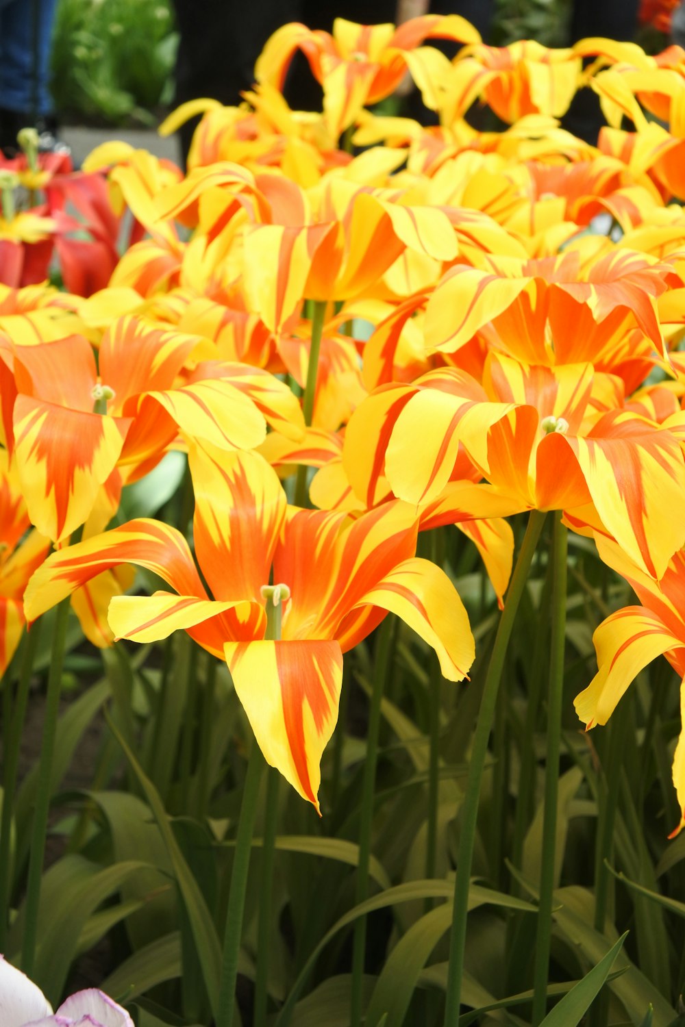 ein Strauß orangefarbener und gelber Blumen in einem Garten