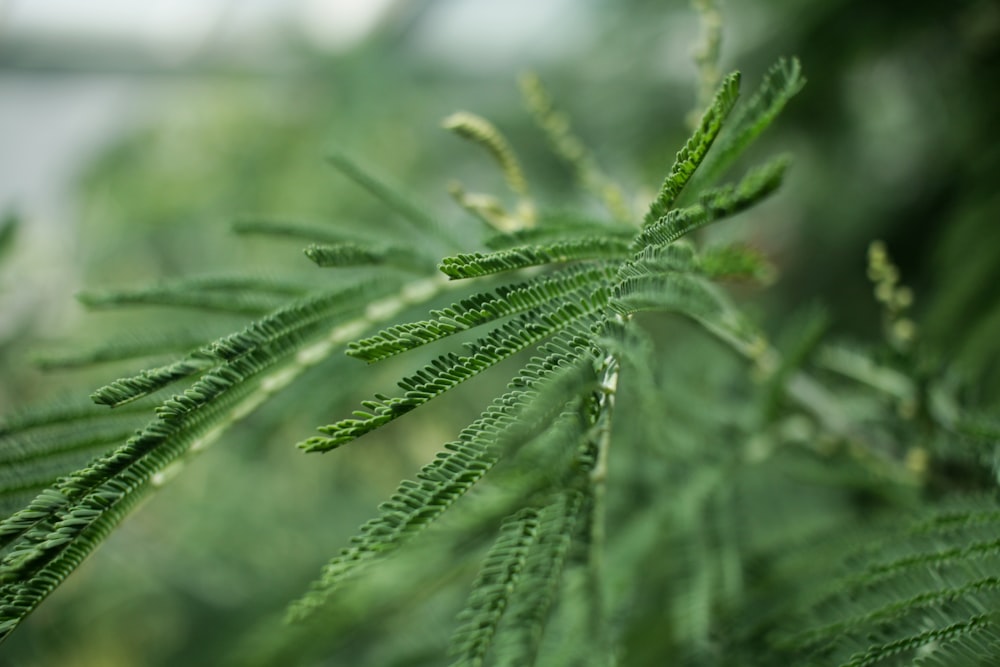 a close up of a green plant with lots of leaves