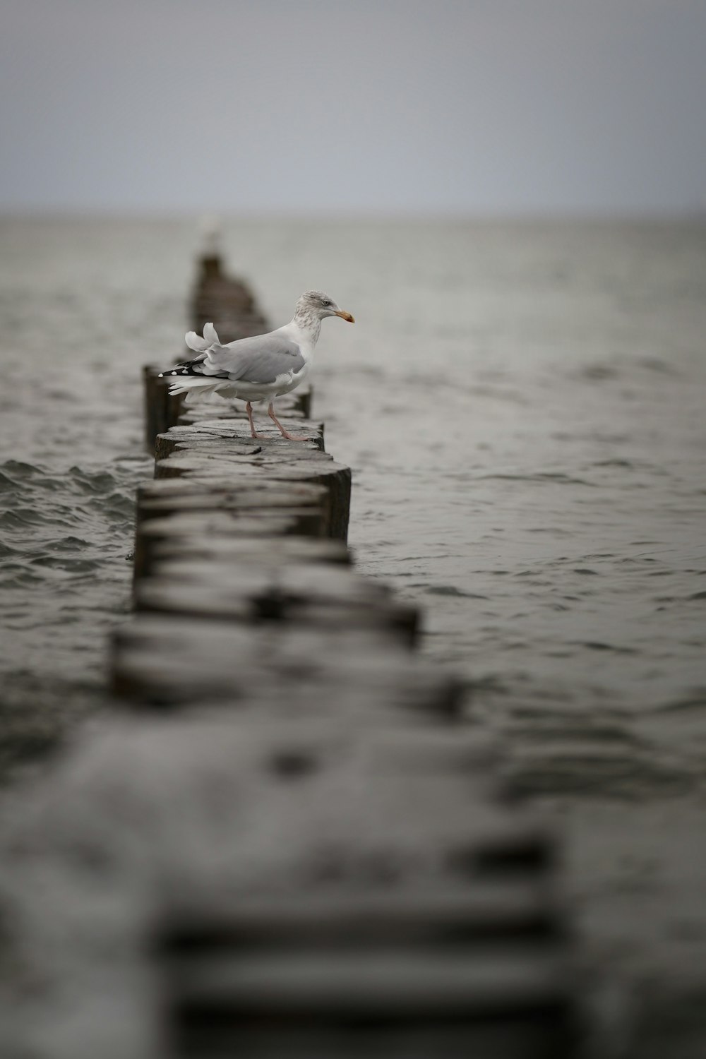a seagull is standing on a pier in the water
