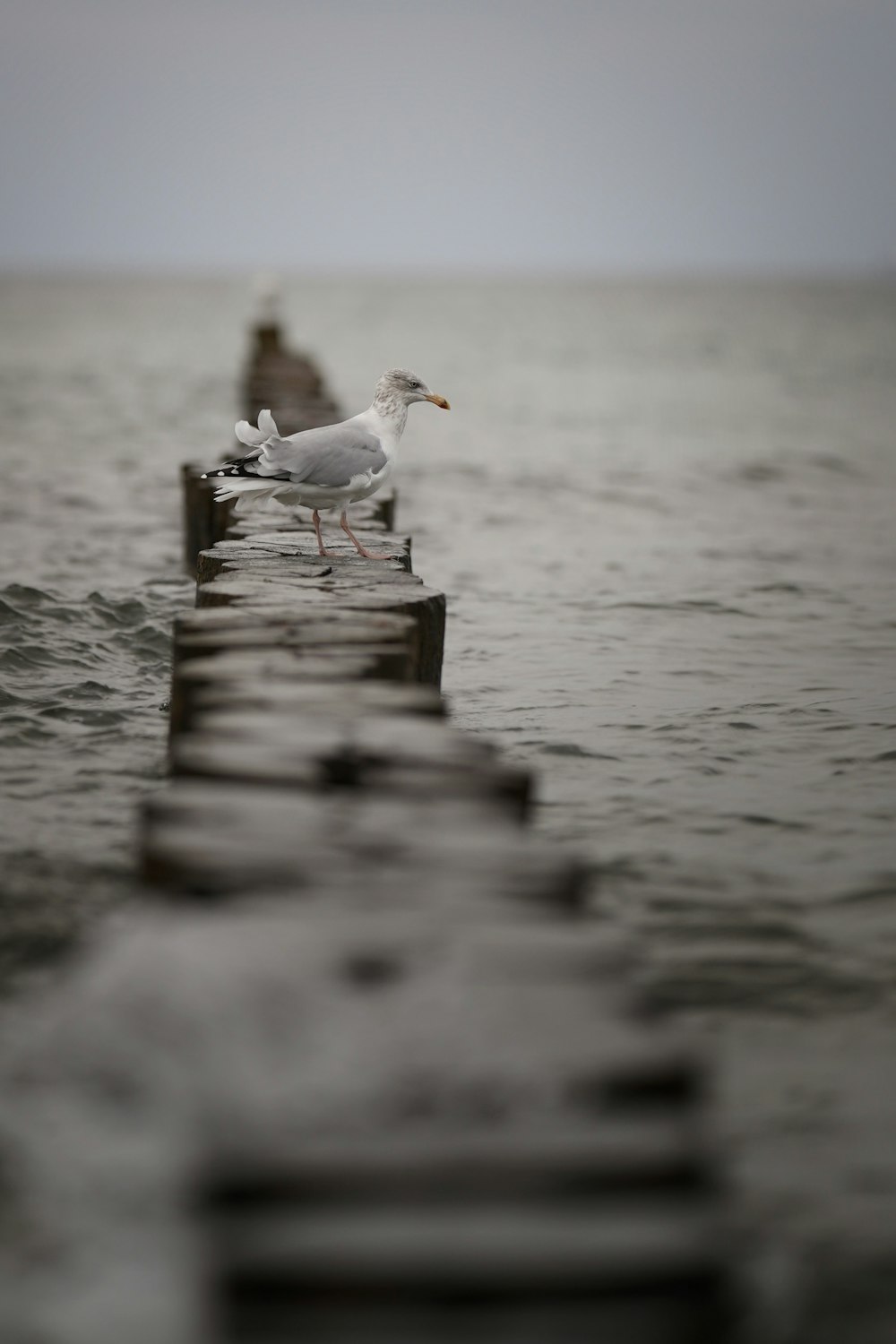 Una gaviota está parada en un muelle en el agua