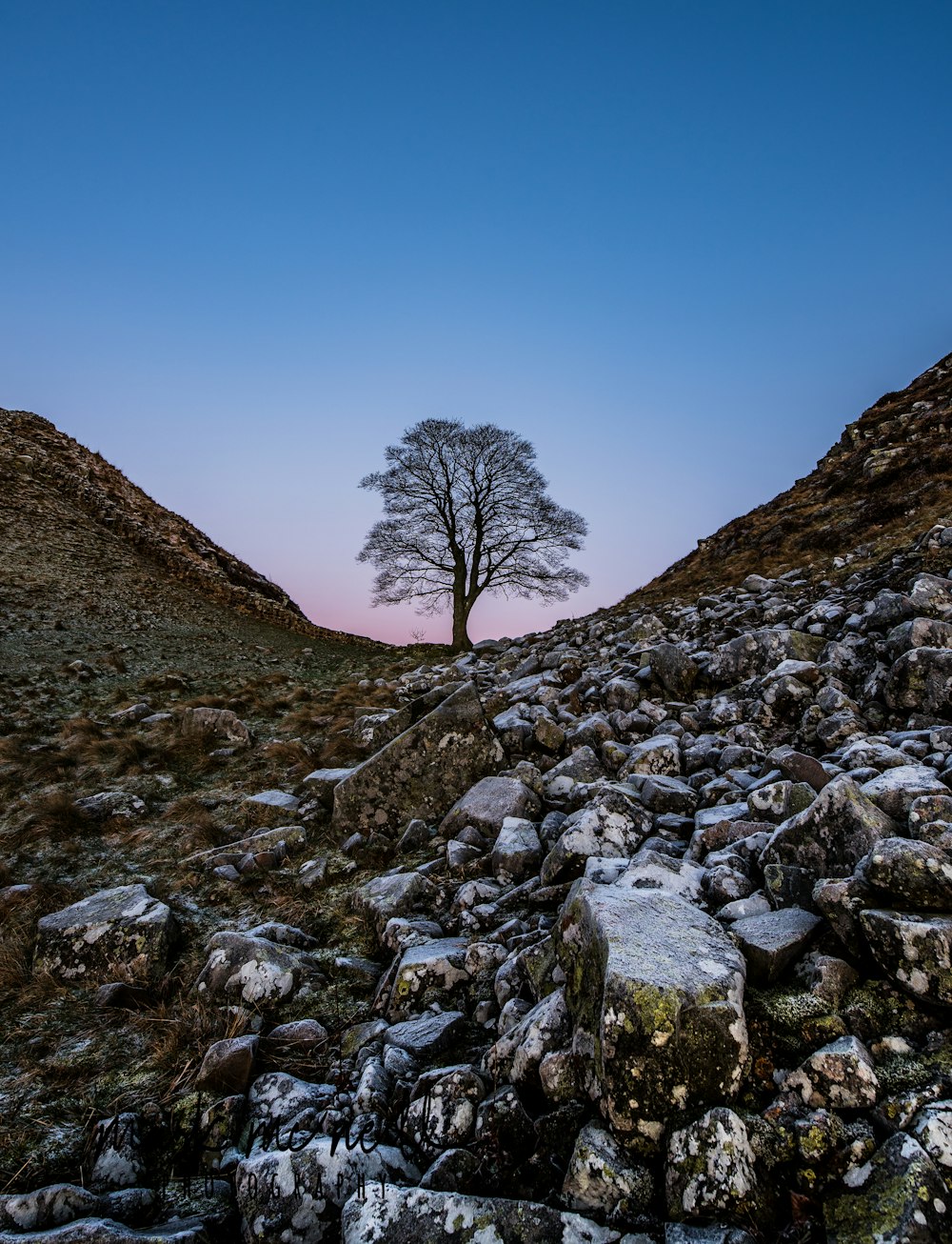 a lone tree in the middle of a rocky field