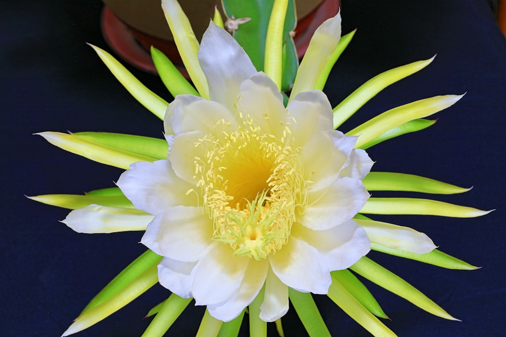 a yellow and white flower on a black table