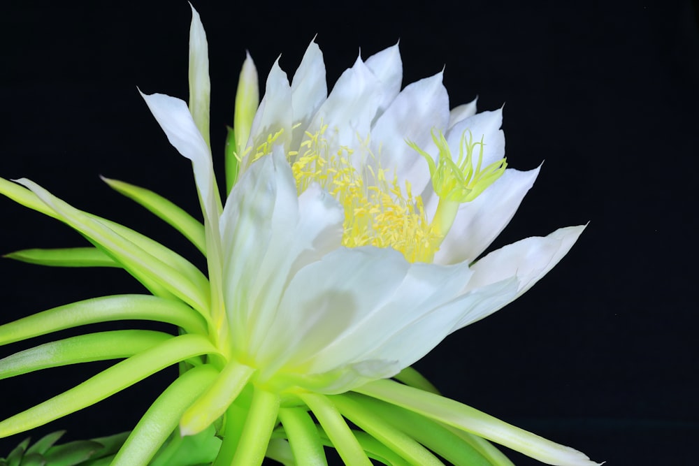 a close up of a white flower on a black background