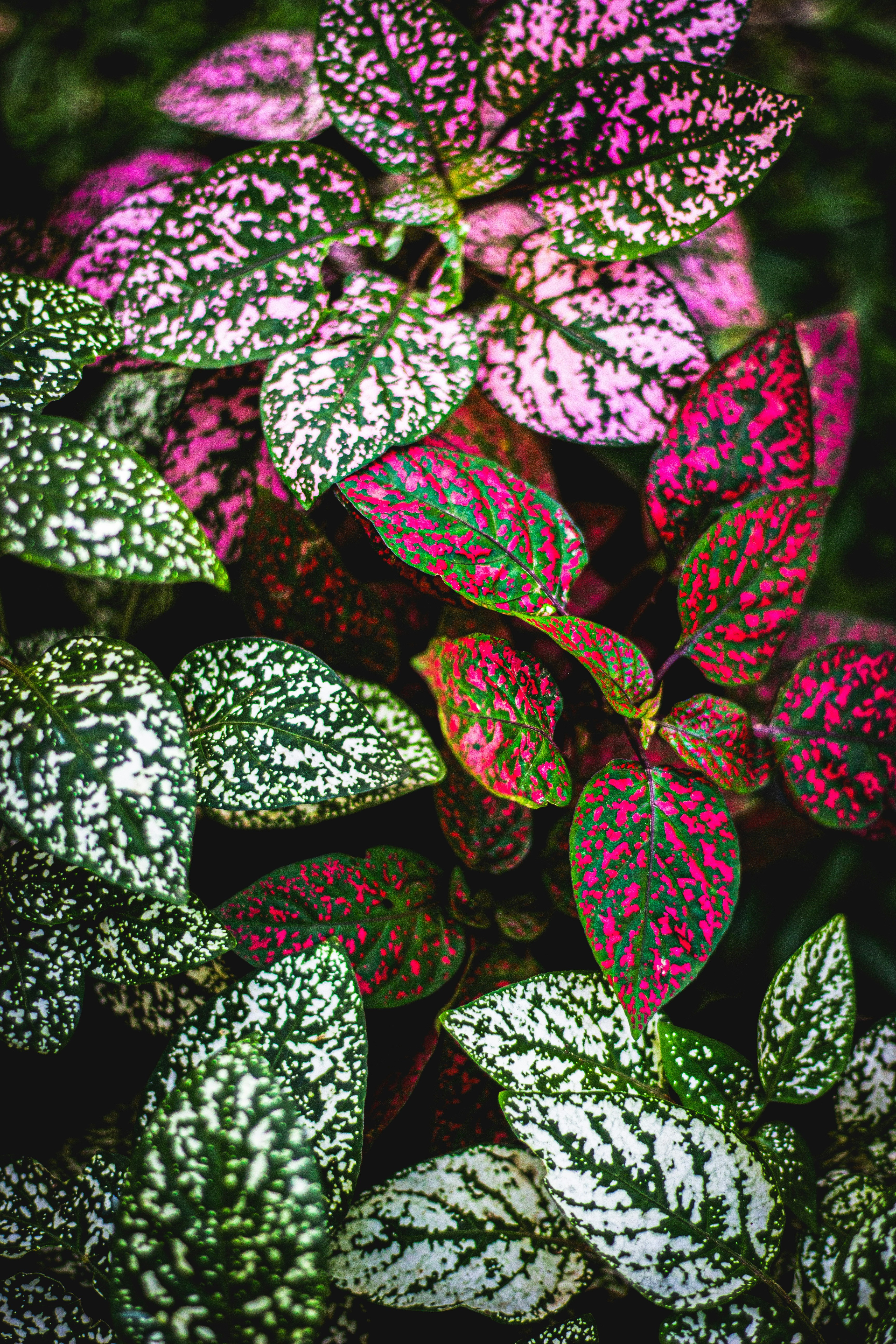 a close up of a pink and green plant