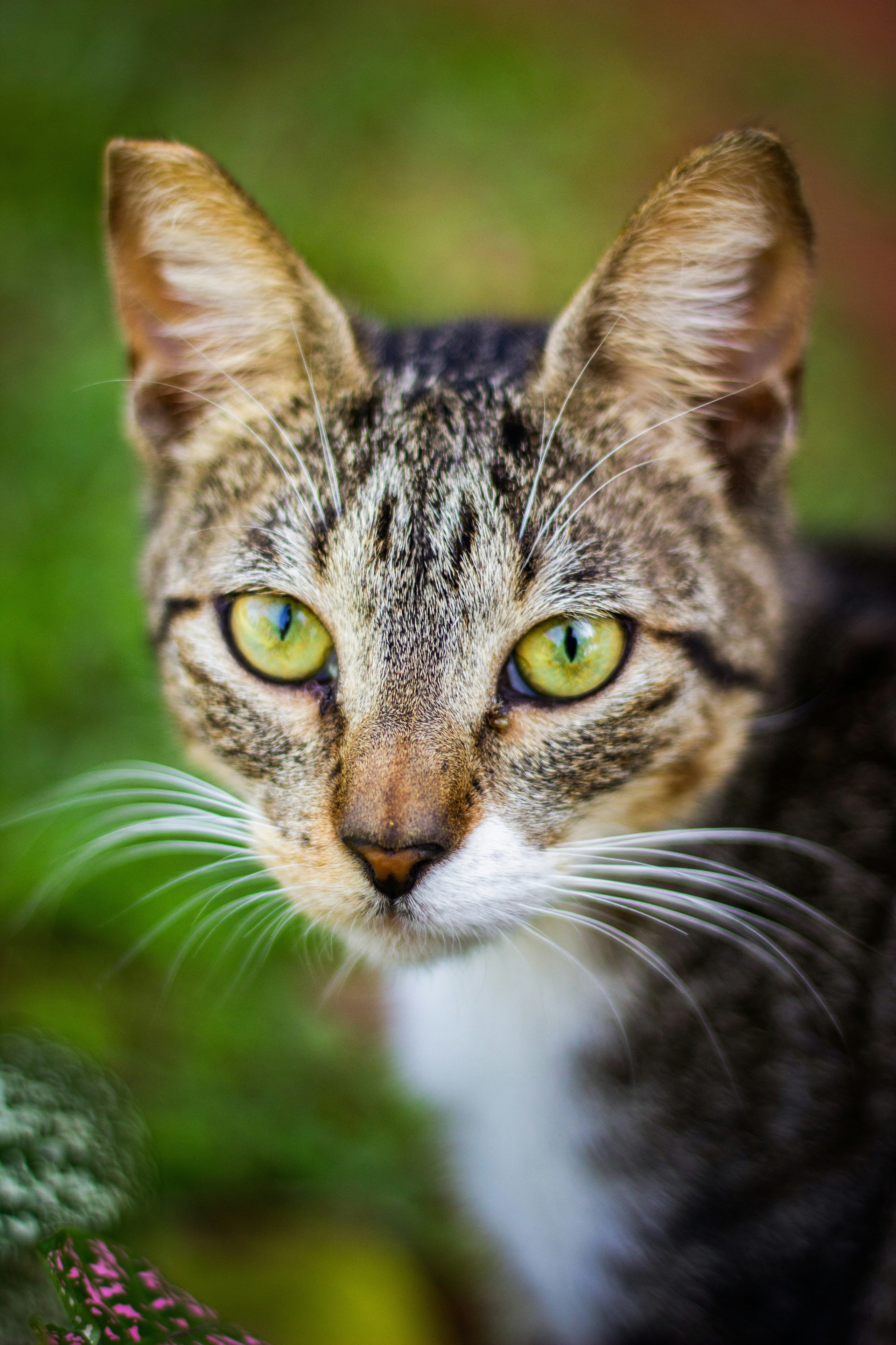 a close up of a cat with green eyes