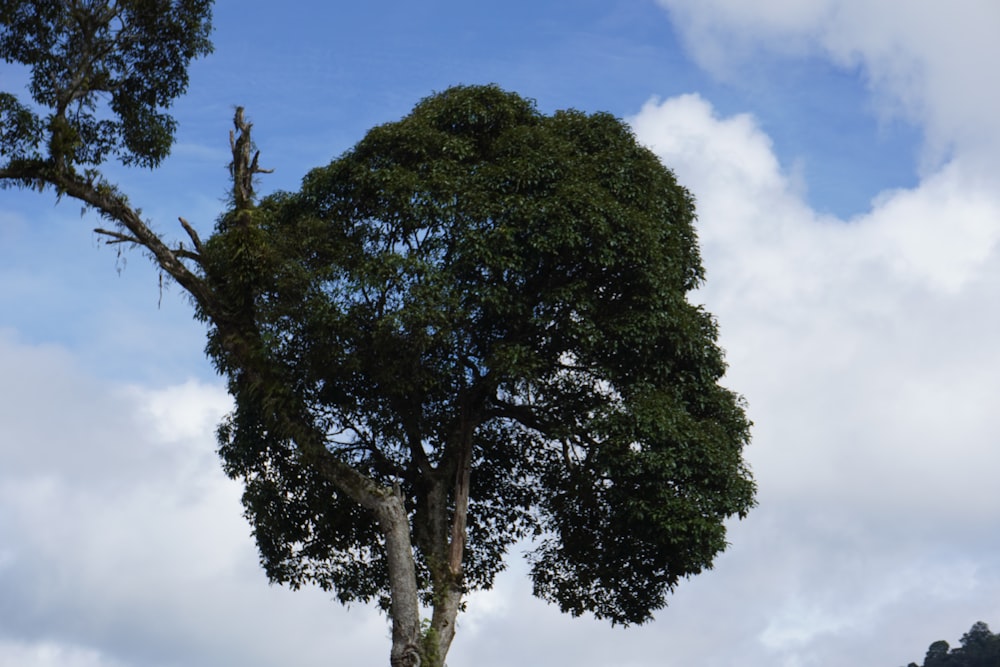 a large tree is standing in the middle of a field