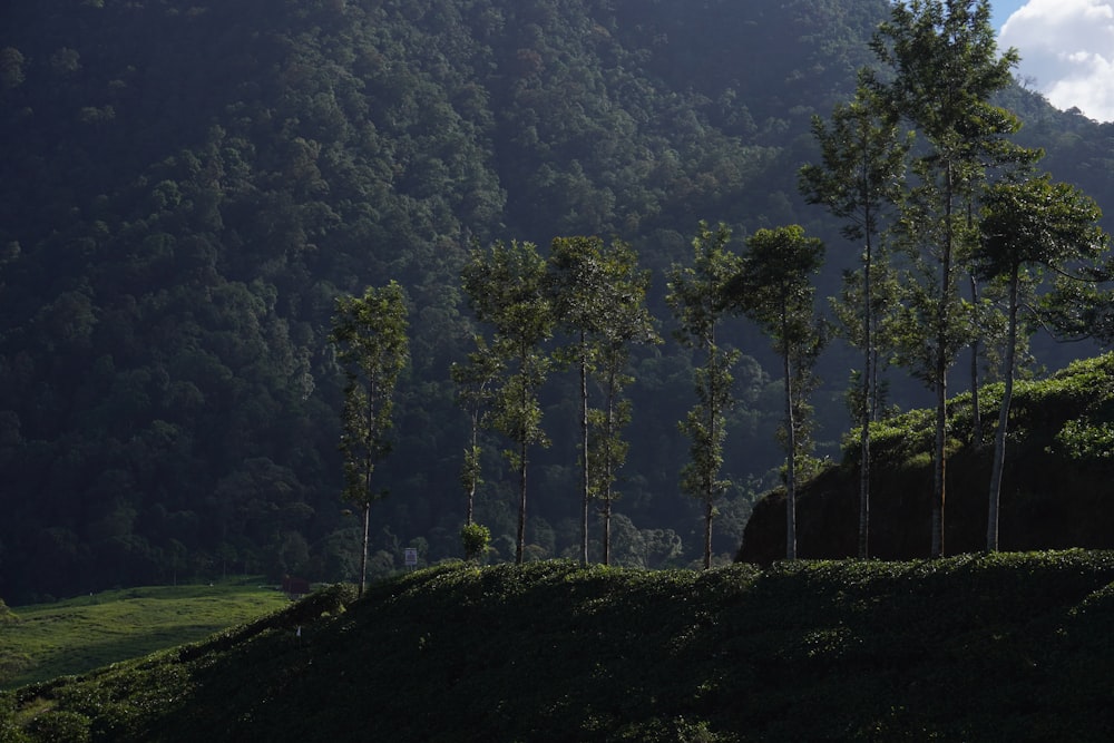 a group of trees that are standing in the grass