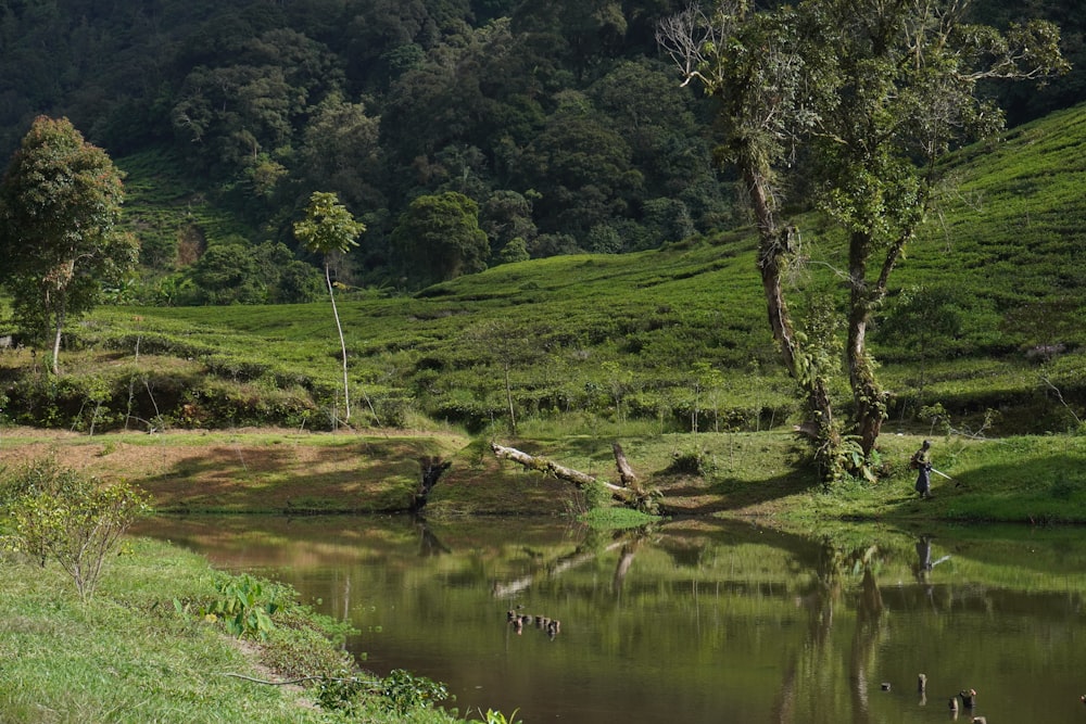 a group of birds standing on top of a lush green hillside