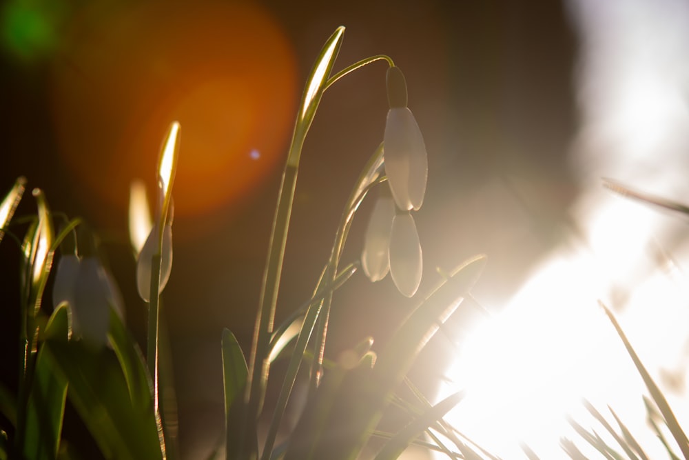 a close up of some grass with the sun in the background