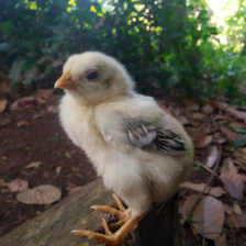 A small chick confidently stepping onto a wide, low wooden perch surrounded by soft, non-slip flooring.