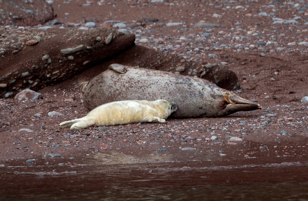 a seal laying on the ground next to a body of water