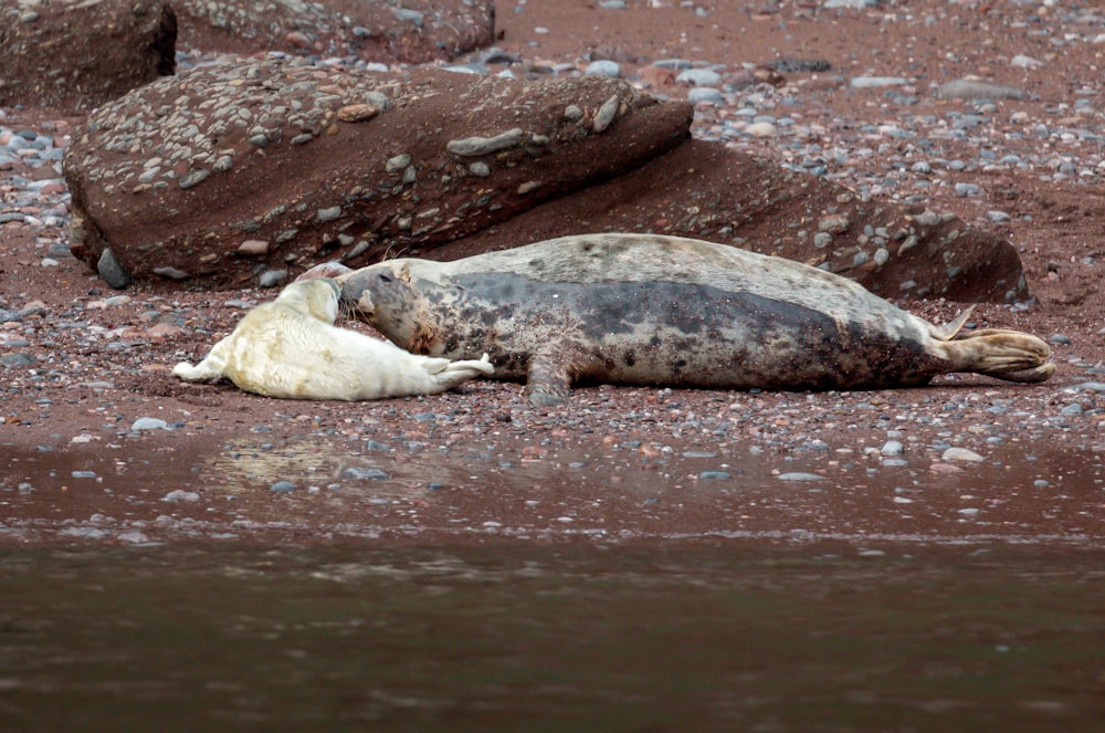 a seal laying on the ground next to a body of water