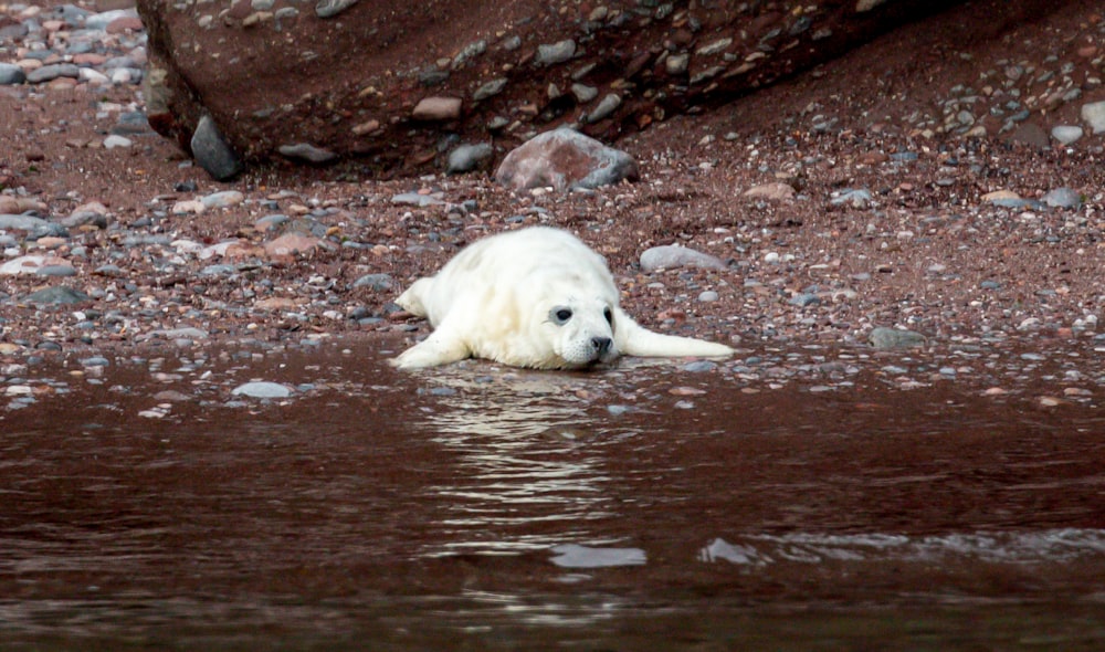 a white polar bear laying on top of a body of water