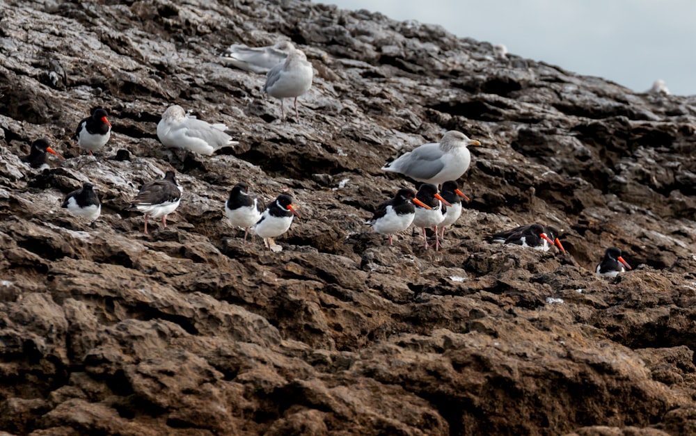 a group of seagulls standing on a rocky cliff