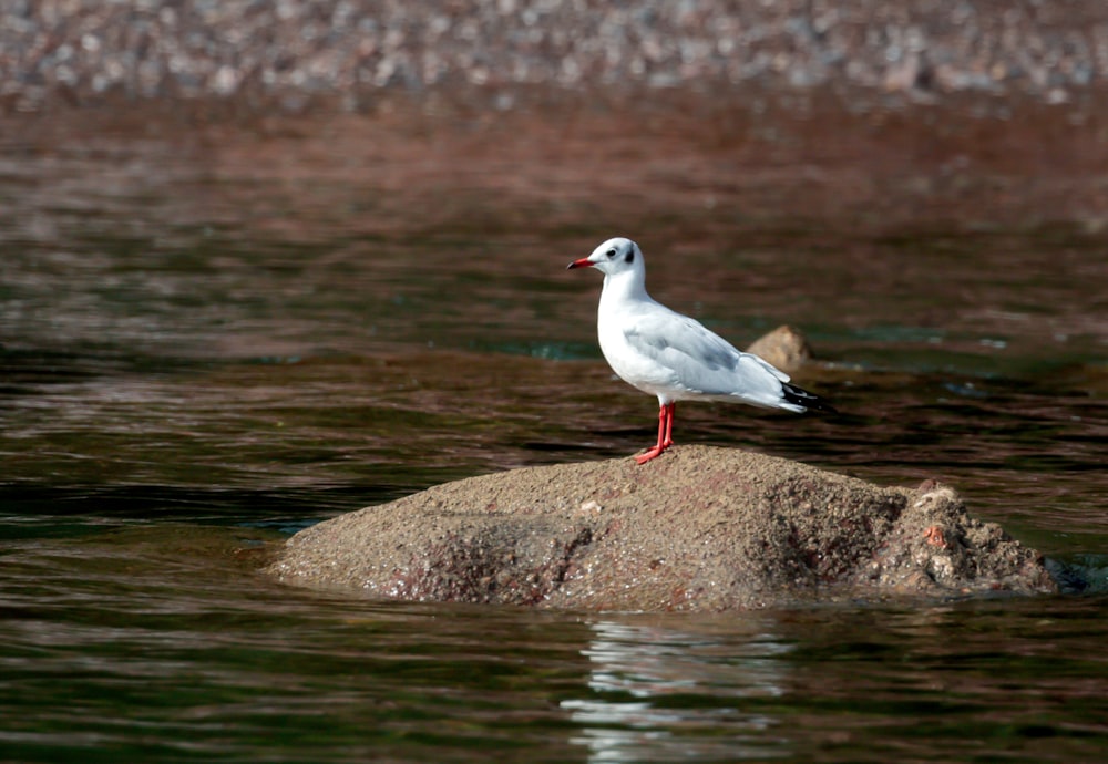 a seagull standing on a rock in the water