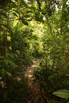 A tropical rainforest trail with sunlight filtering through lush green leaves.