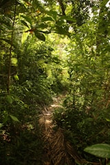 A dense tropical jungle scene with lush green foliage and sunlight filtering through the tree canopy. A narrow path, covered with dried palm leaves, winds through the undergrowth.