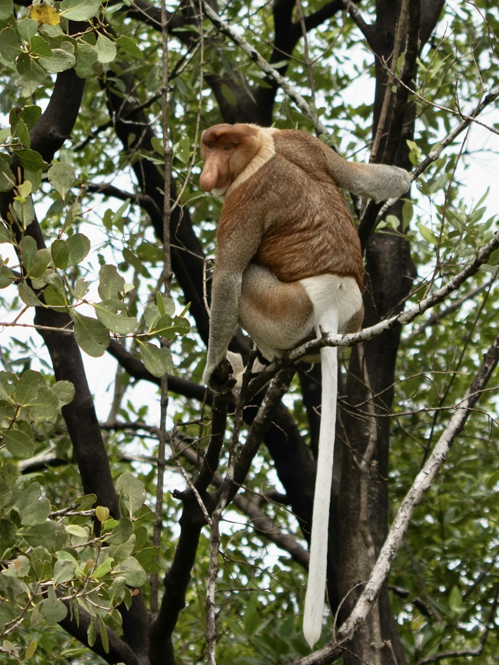 un mono marrón y blanco sentado en lo alto de un árbol