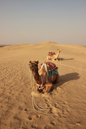 Twin-humped camels resting near the sand dunes of Nubra Valley under a bright blue sky.