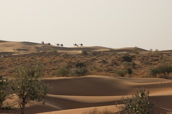 a group of people riding camels across a desert