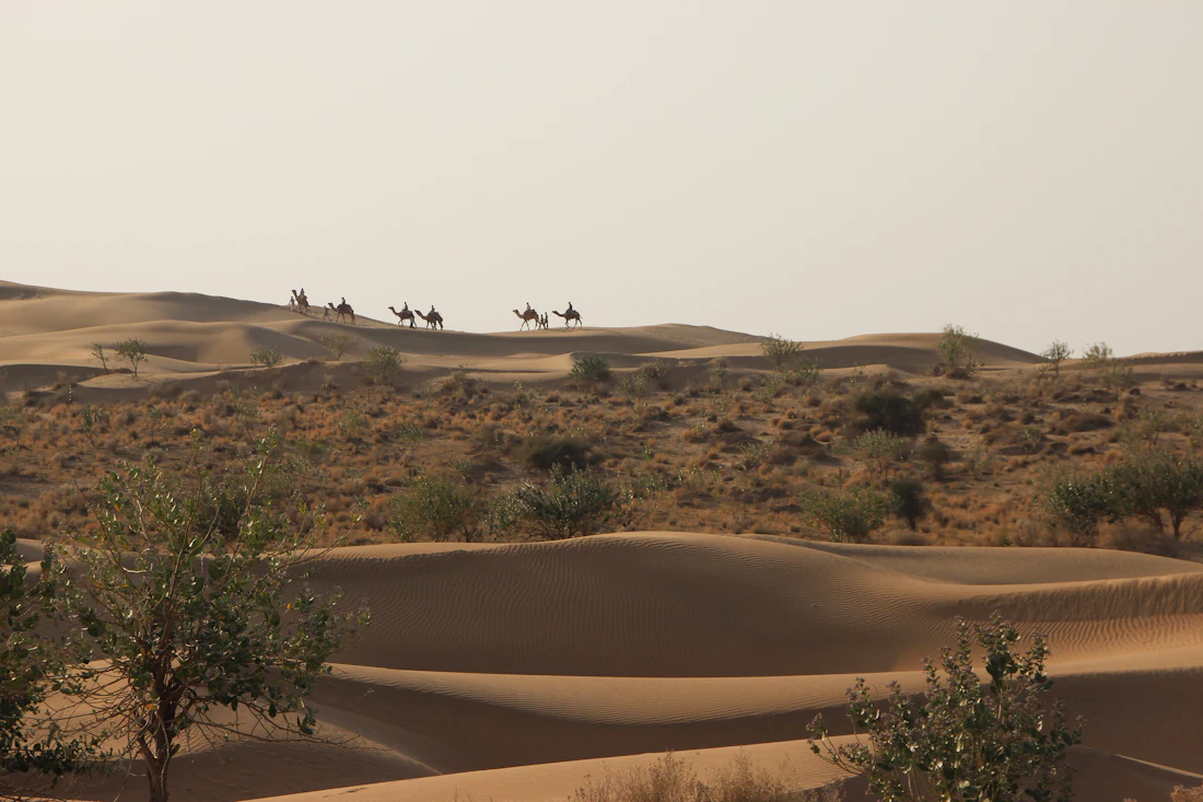 Camel caravan across the desert