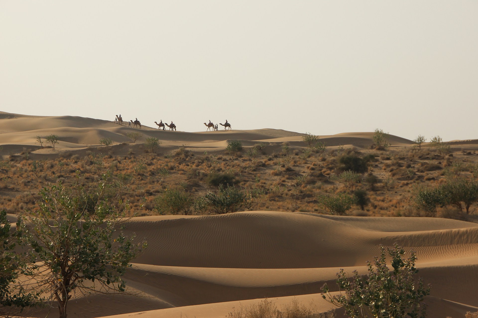 A desert landscape with rolling sand dunes and sparse vegetation. Several camels and riders are silhouetted against the sky, traversing the top of the dunes.