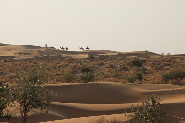 A desert landscape with rolling sand dunes and sparse vegetation. Several camels and riders are silhouetted against the sky, traversing the top of the dunes.