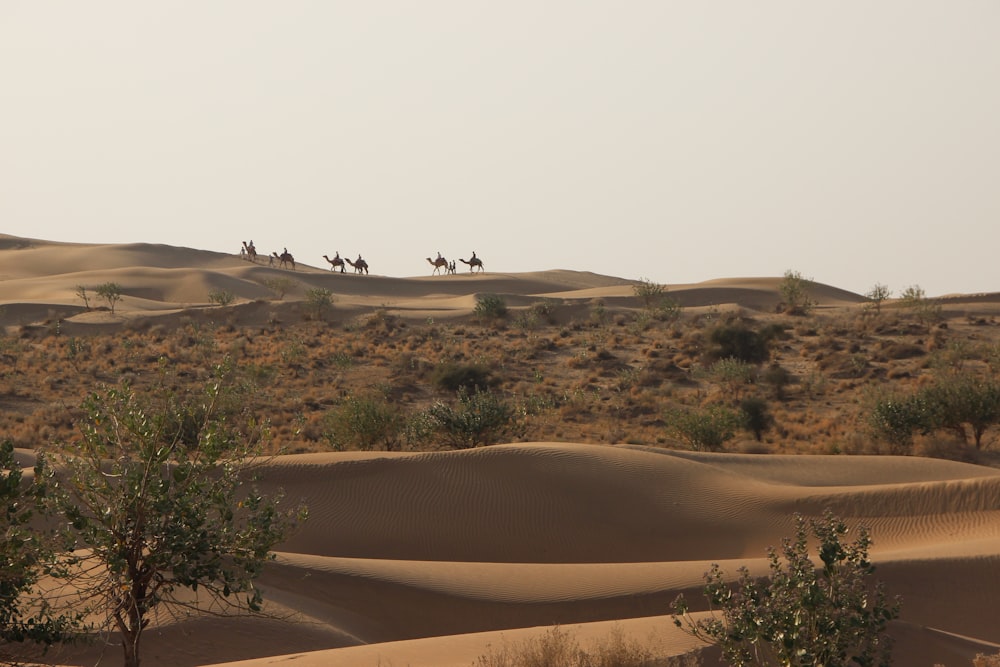 a group of people riding camels across a desert