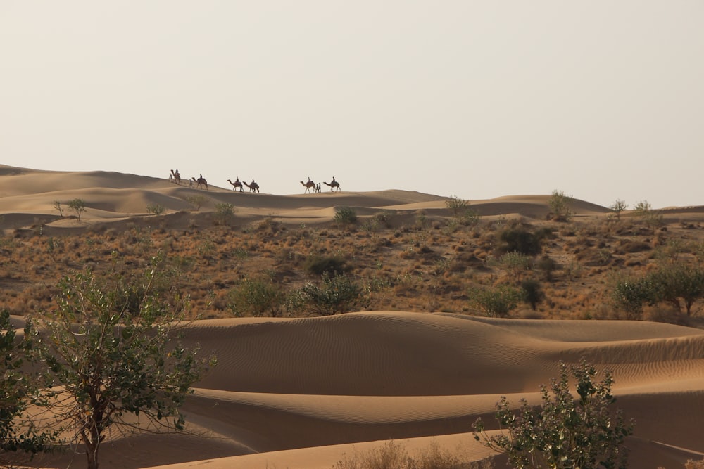 Un grupo de personas montadas en camello a través de un desierto