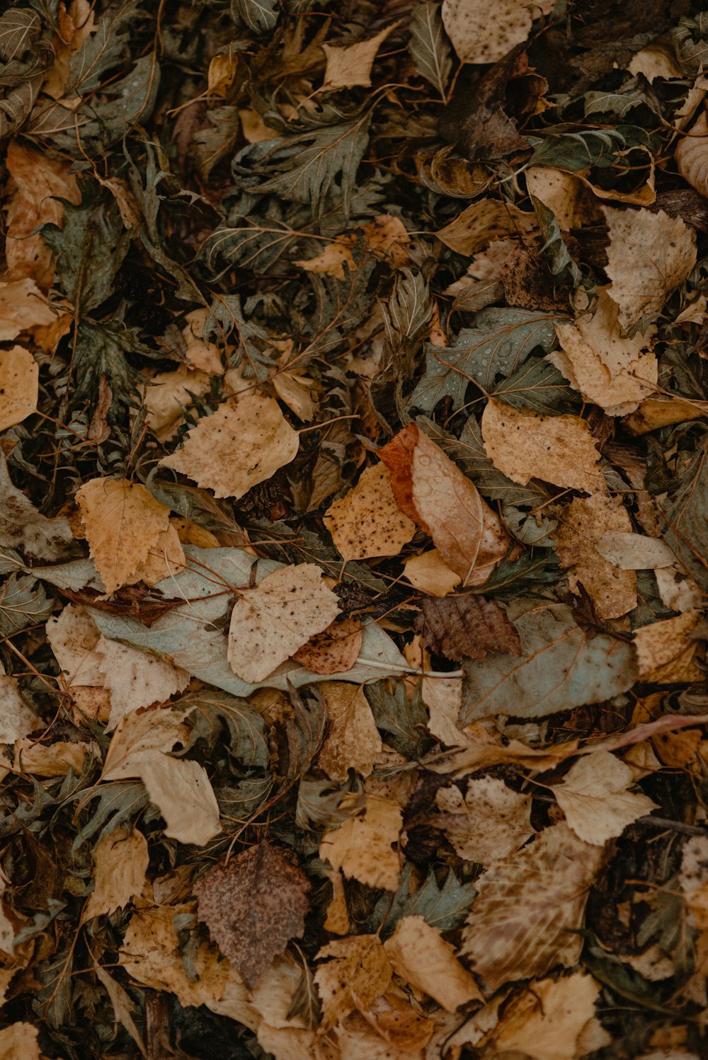 a close up of leaves on the ground