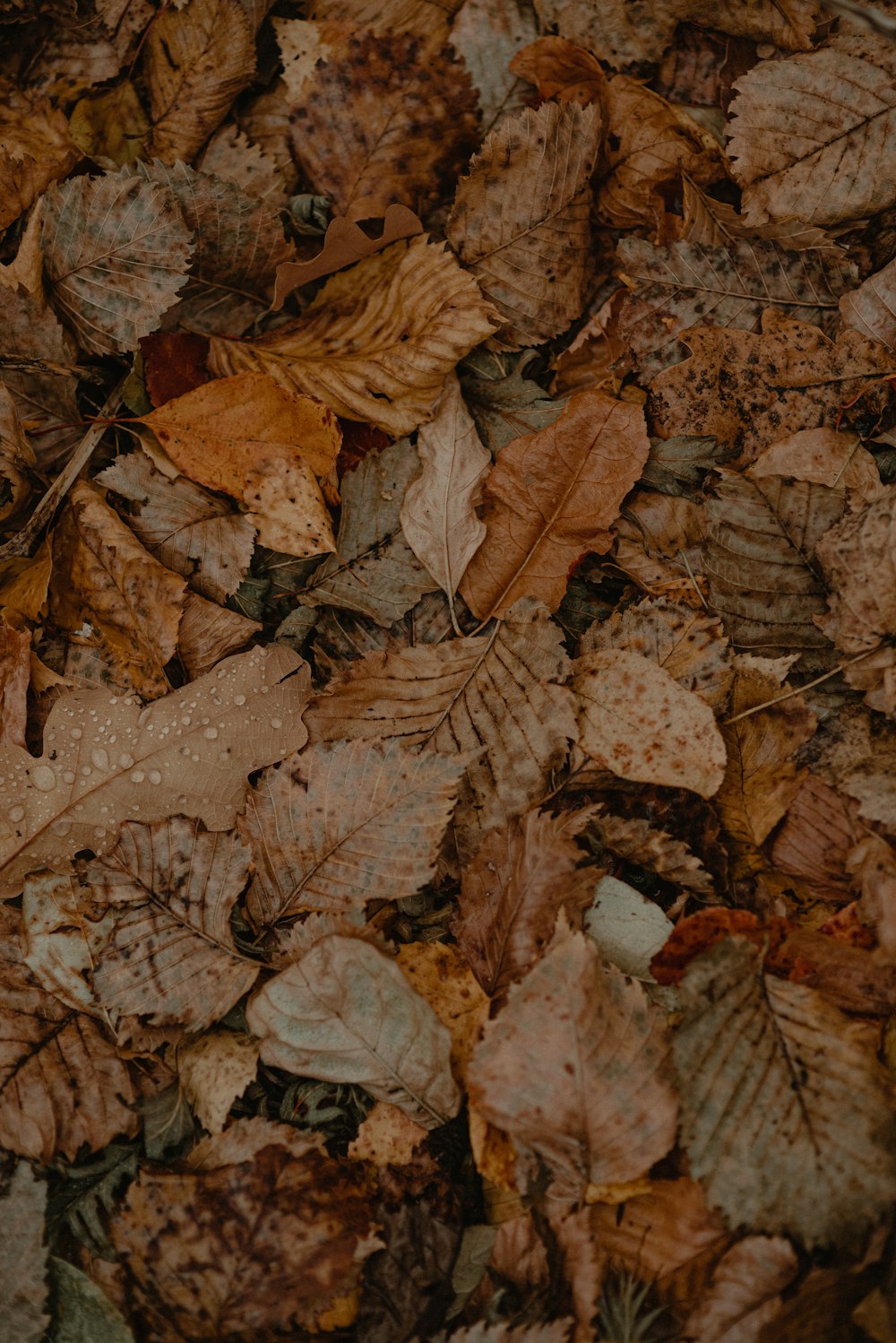 a bunch of leaves that are laying on the ground