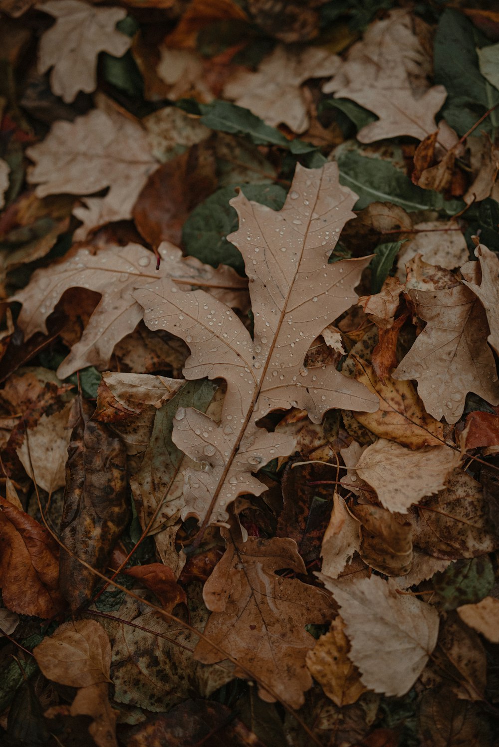 a leaf laying on top of a pile of leaves