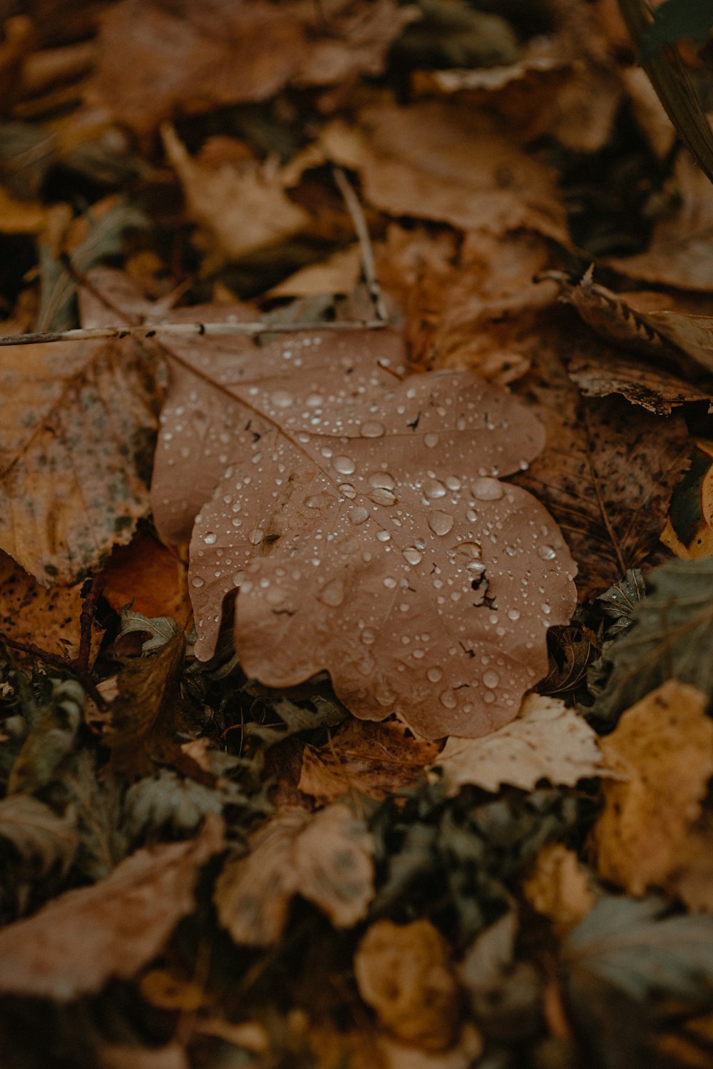 a leaf that is laying on some leaves