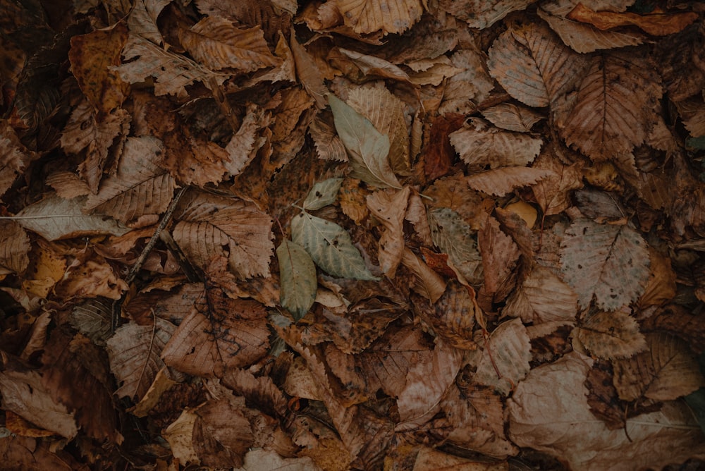 a bunch of leaves that are laying on the ground