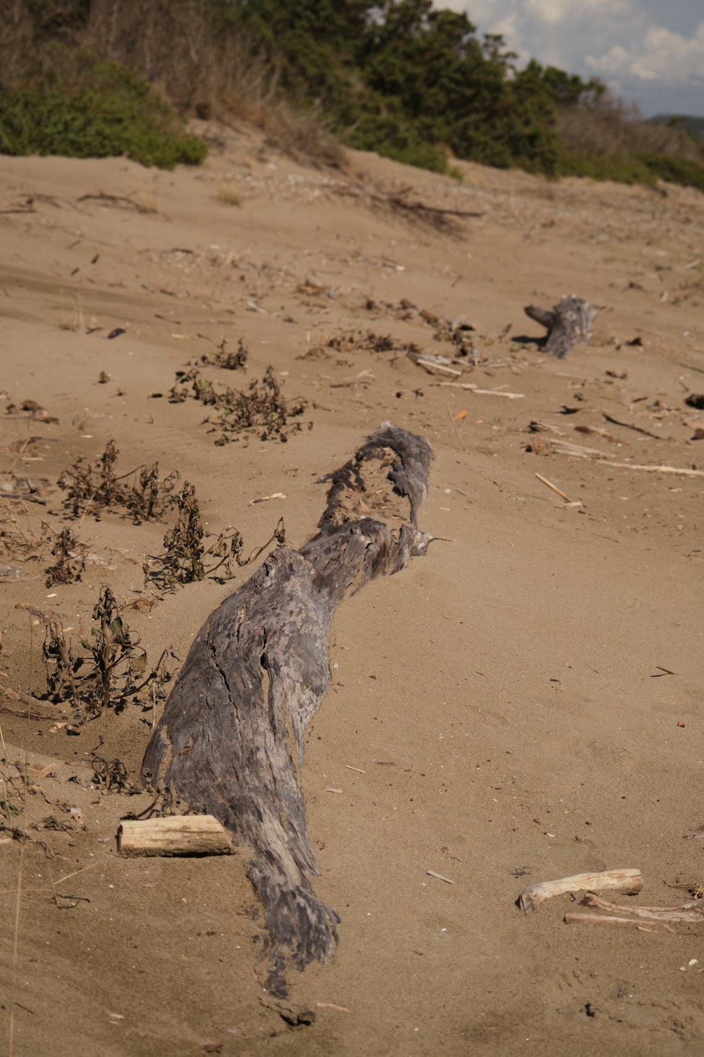 a dead tree branch on a sandy beach