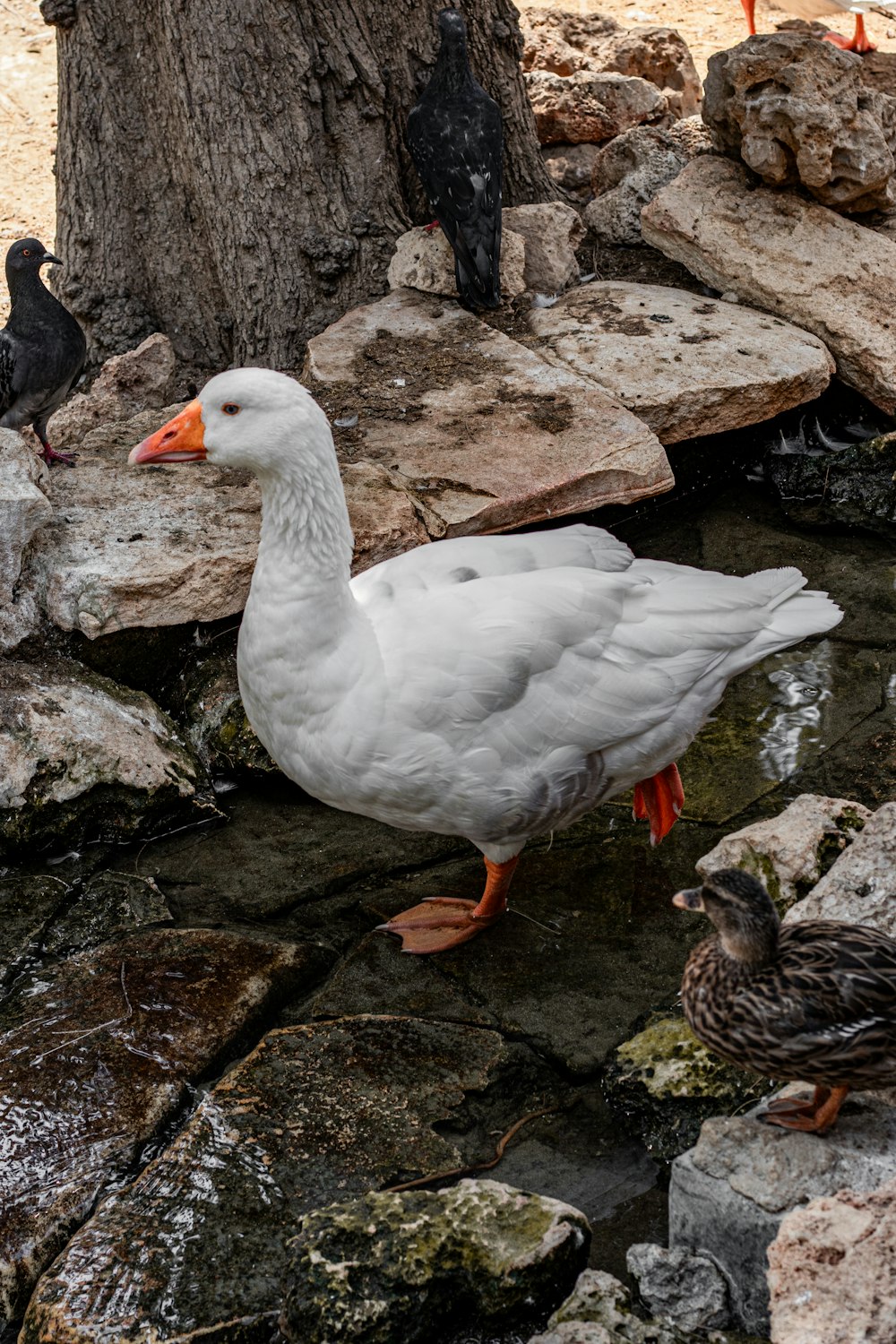 a white duck standing next to a tree