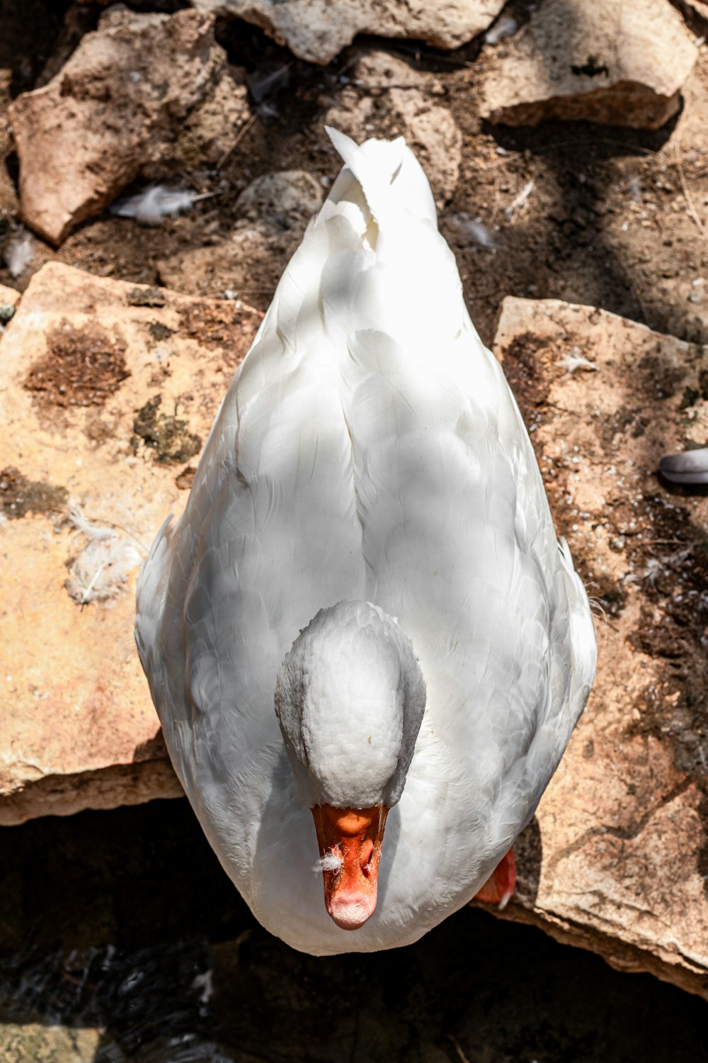 a close up of a duck on a rock