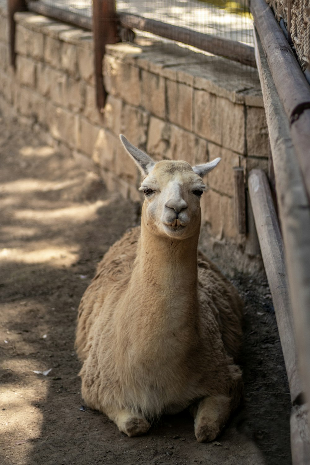 a brown llama sitting next to a stone wall