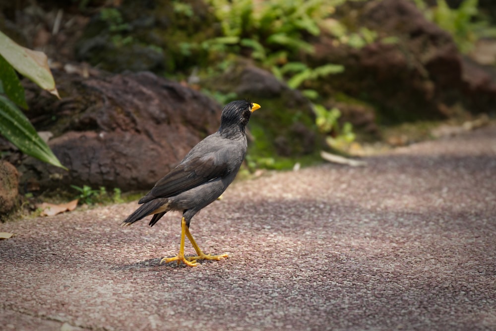 a bird standing on the side of a road