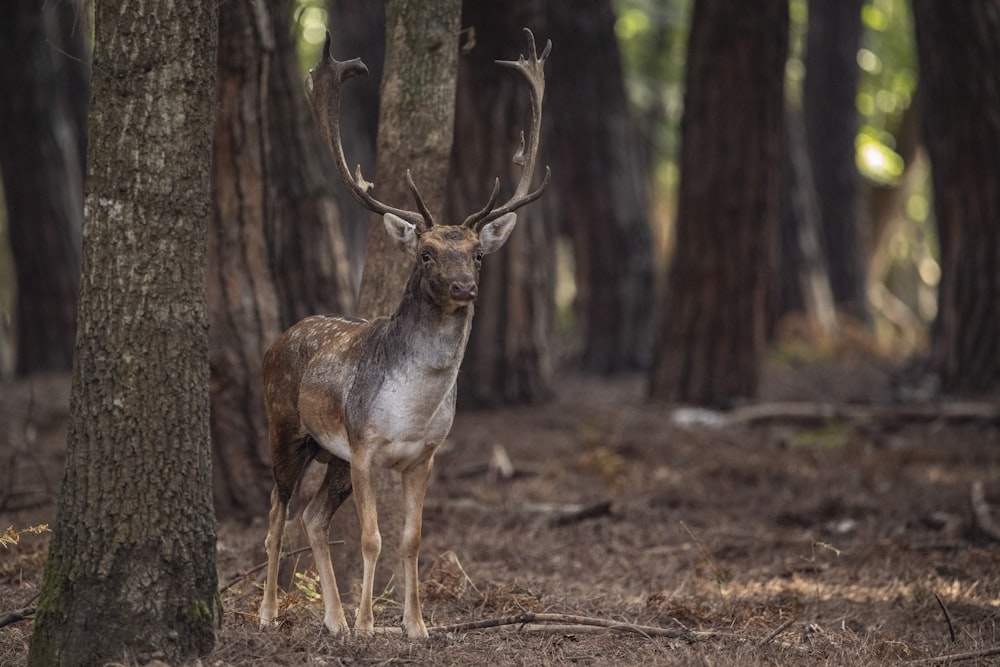 a deer standing in the middle of a forest