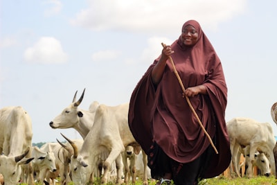 A person wearing a brown traditional outfit is holding a stick while surrounded by a herd of white cattle in a grassy field. The sky is bright with a few clouds, suggesting a sunny day.
