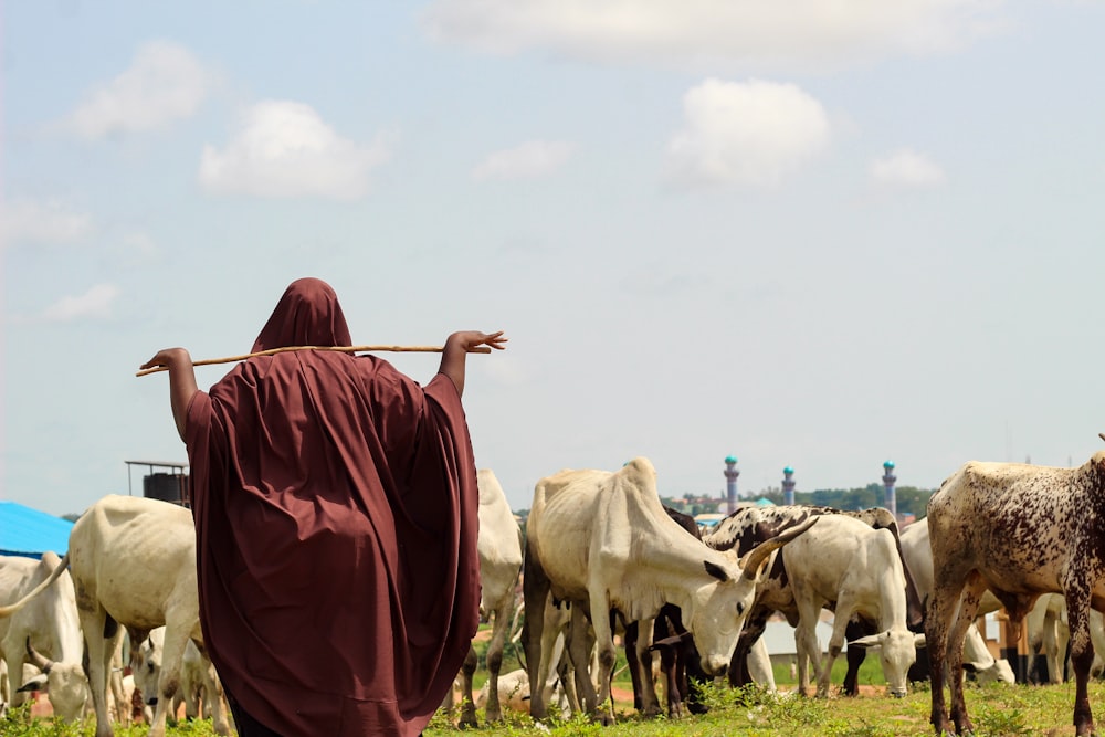 a man in a red robe standing in front of a herd of cows