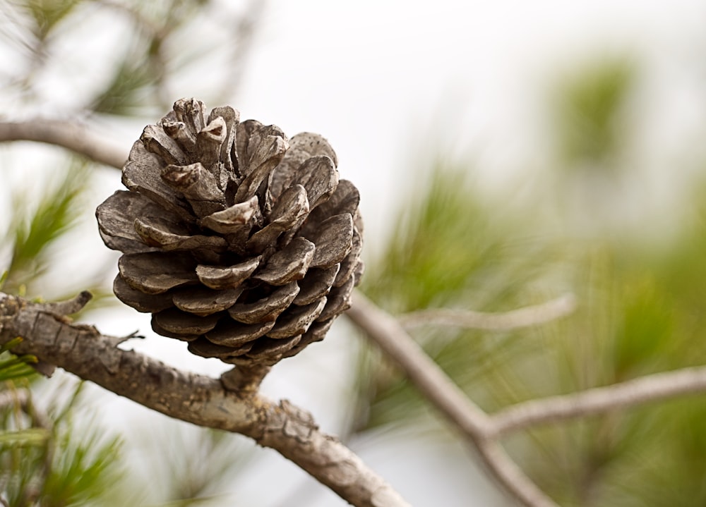a pine cone sitting on top of a tree branch