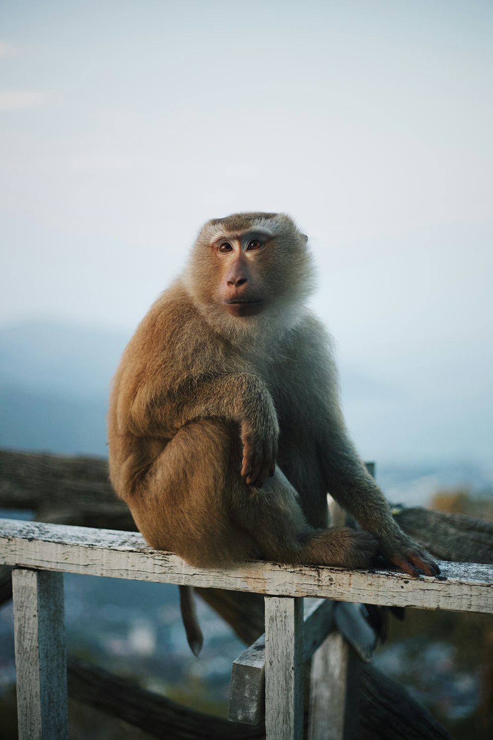 a monkey is sitting on a wooden rail