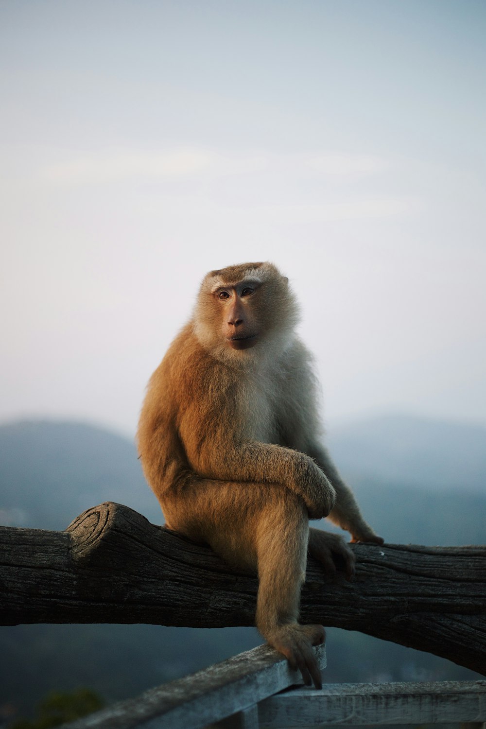 a monkey sitting on top of a tree branch