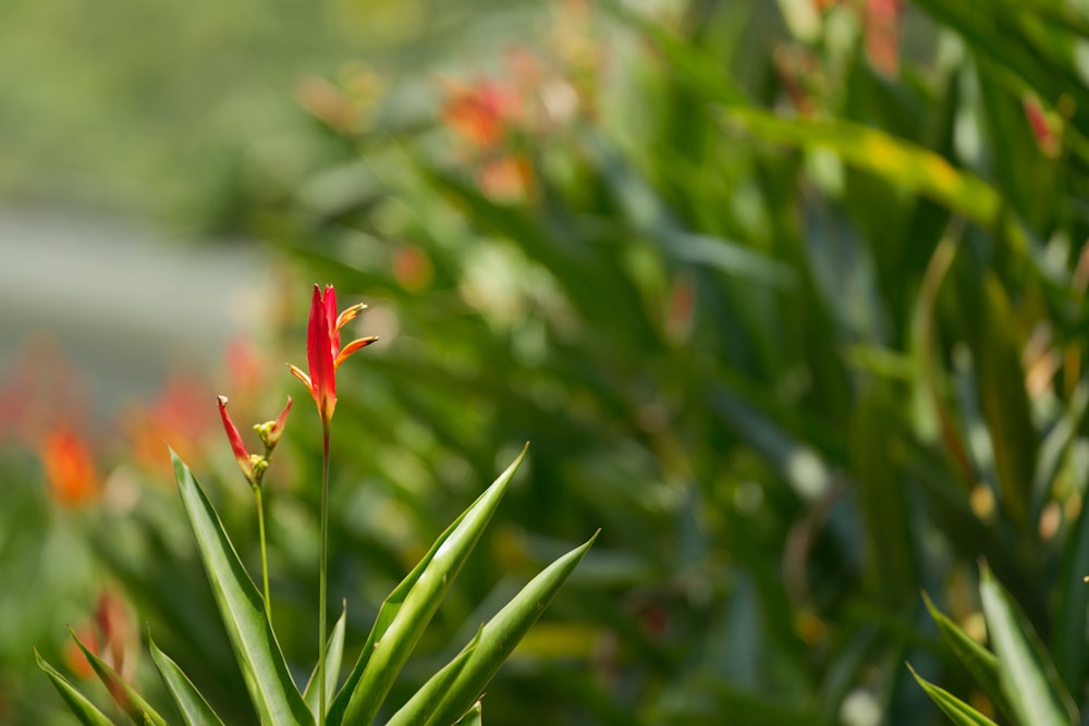 a close up of a red flower on a plant