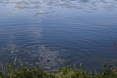 Calm body of water with subtle ripples and reflection of the sky, surrounded by lush green foliage and a few visible stems of grass and plants at the water's edge.