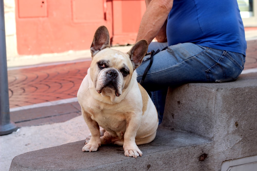 a dog sitting on a cement step next to a man