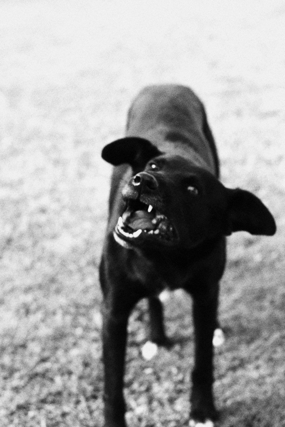 a black dog standing on top of a grass covered field